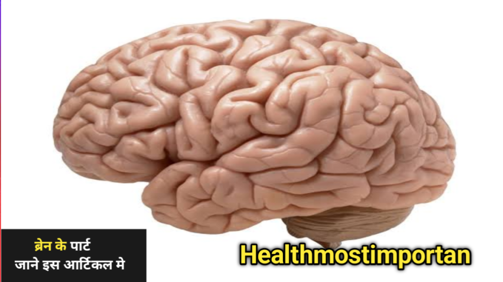 Brain Ke Parts In Hindi